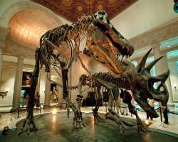 The recorded information related to the museum reveals that it is filled with 35 million of various species which are being portrayed in the museum